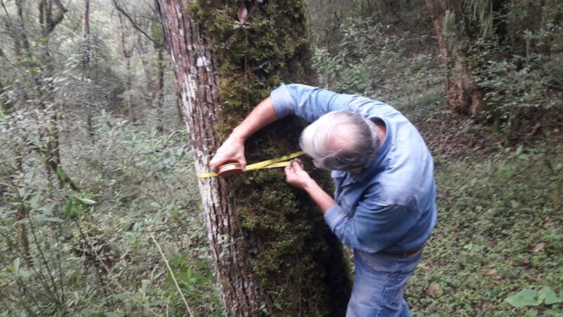 Bosques. Ambiente ejecuta acciones legales por extracción ilegal de arboles en Villa Monte