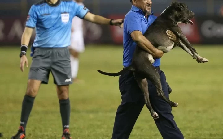 Viral: un perro se robó la pelota en pleno partido de Concachampions