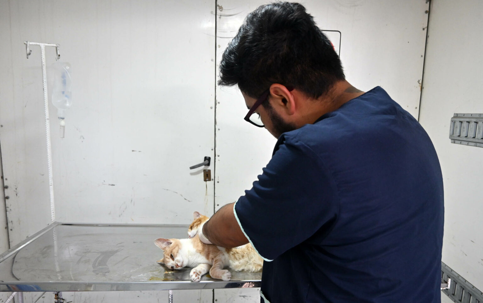 El municipio capitalino realiza exitosas jornadas de castración para promover la tenencia responsable de mascotas