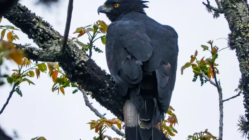 Jujuy declaró al Águila Poma como Monumento Natural Provincial